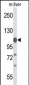 GLDC Antibody (N-term)